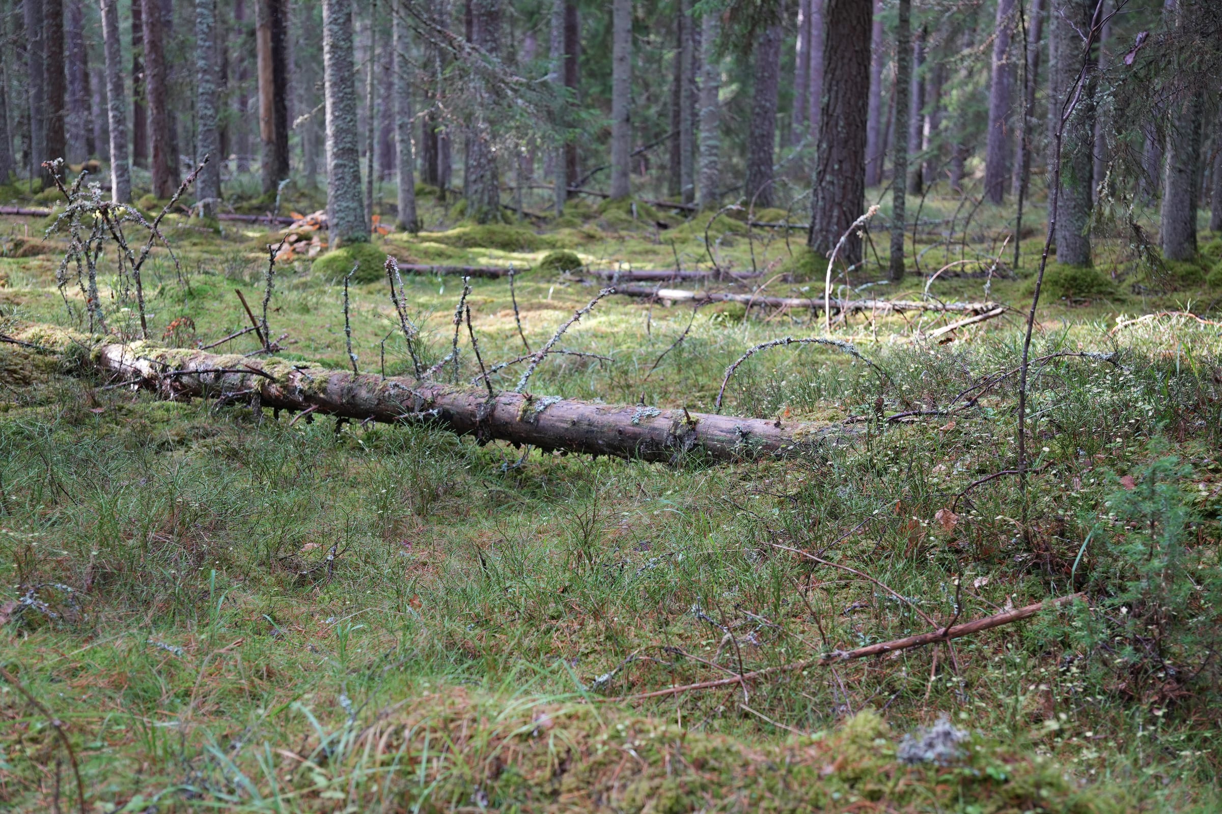 Aegviidu – Napu