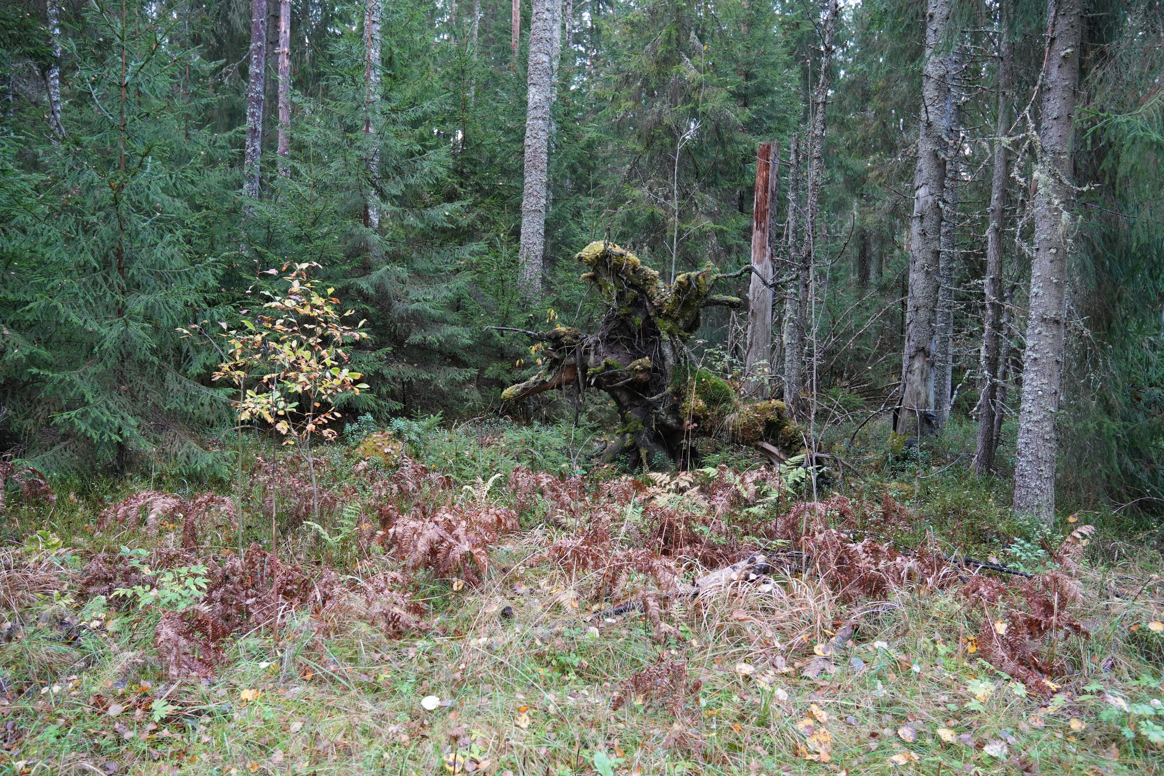 Aegviidu – Napu