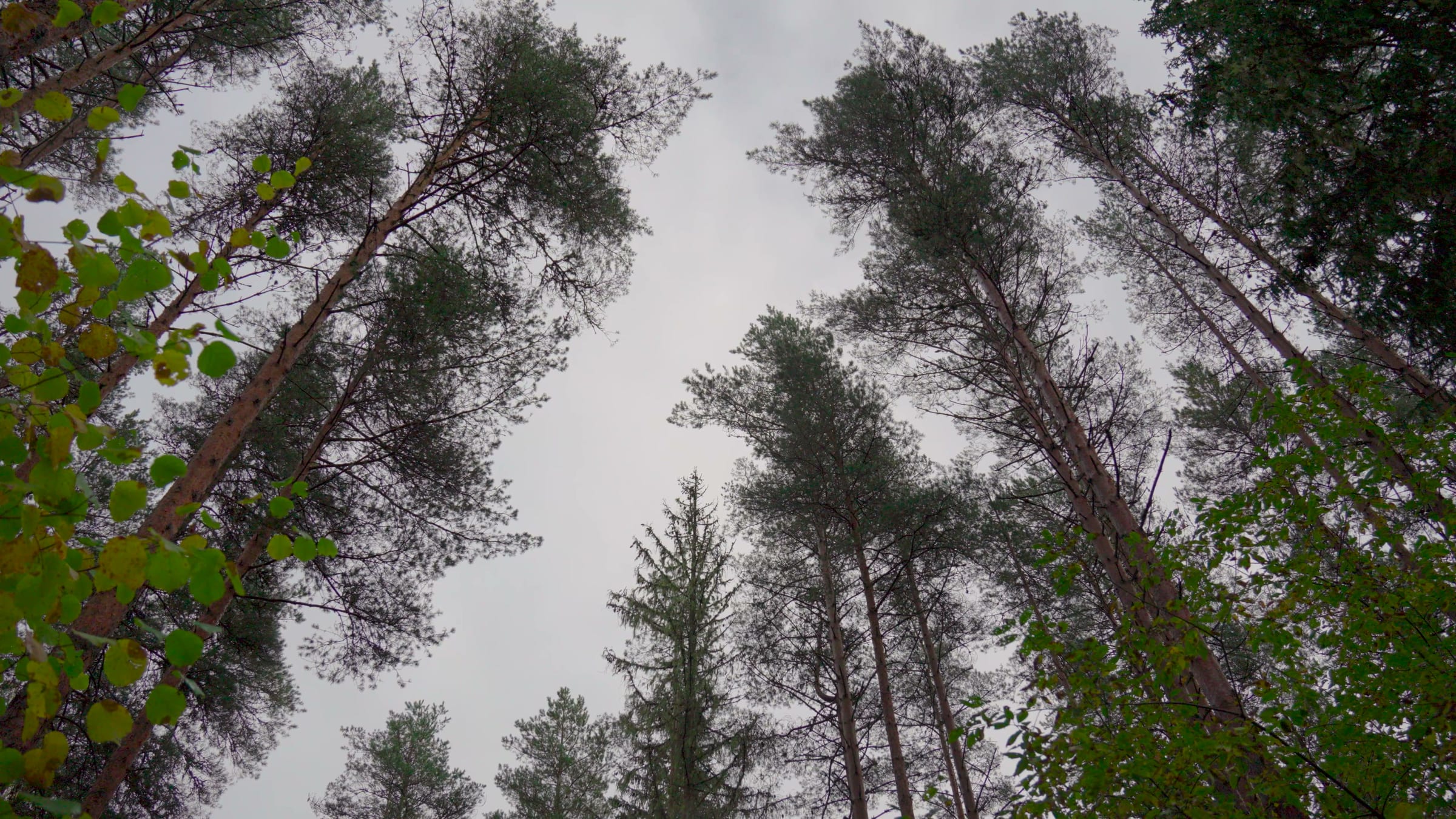 Snack stop under the pines