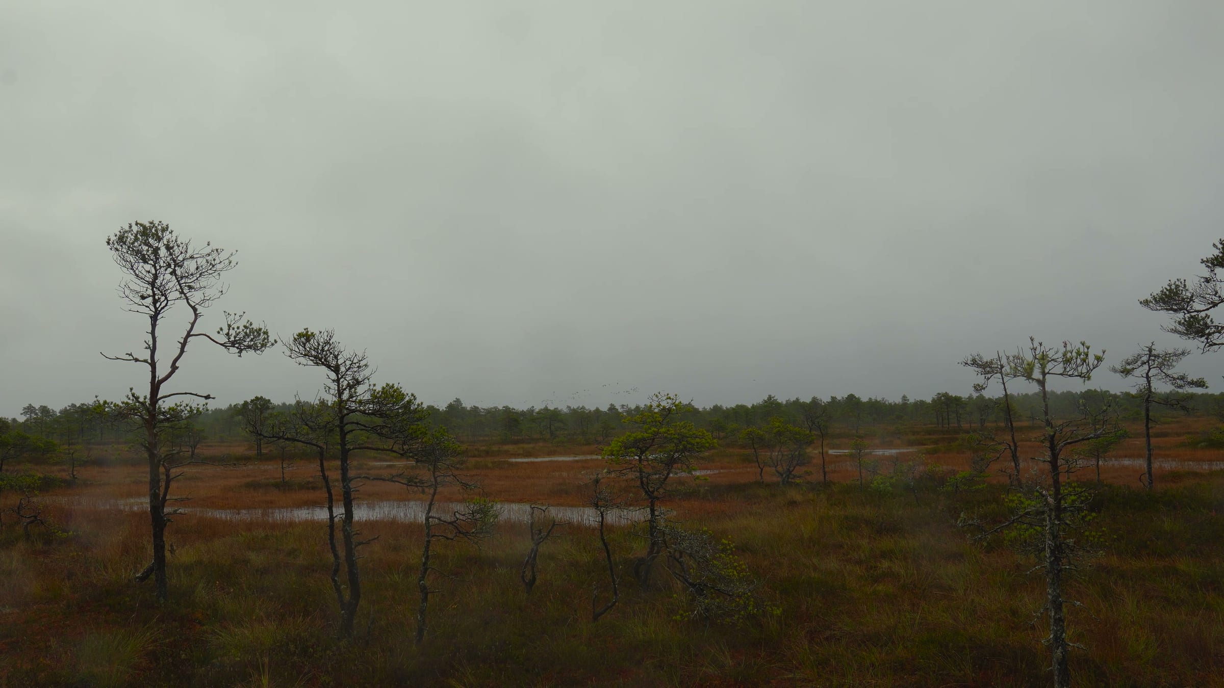 Kakerdaja bog in the fog