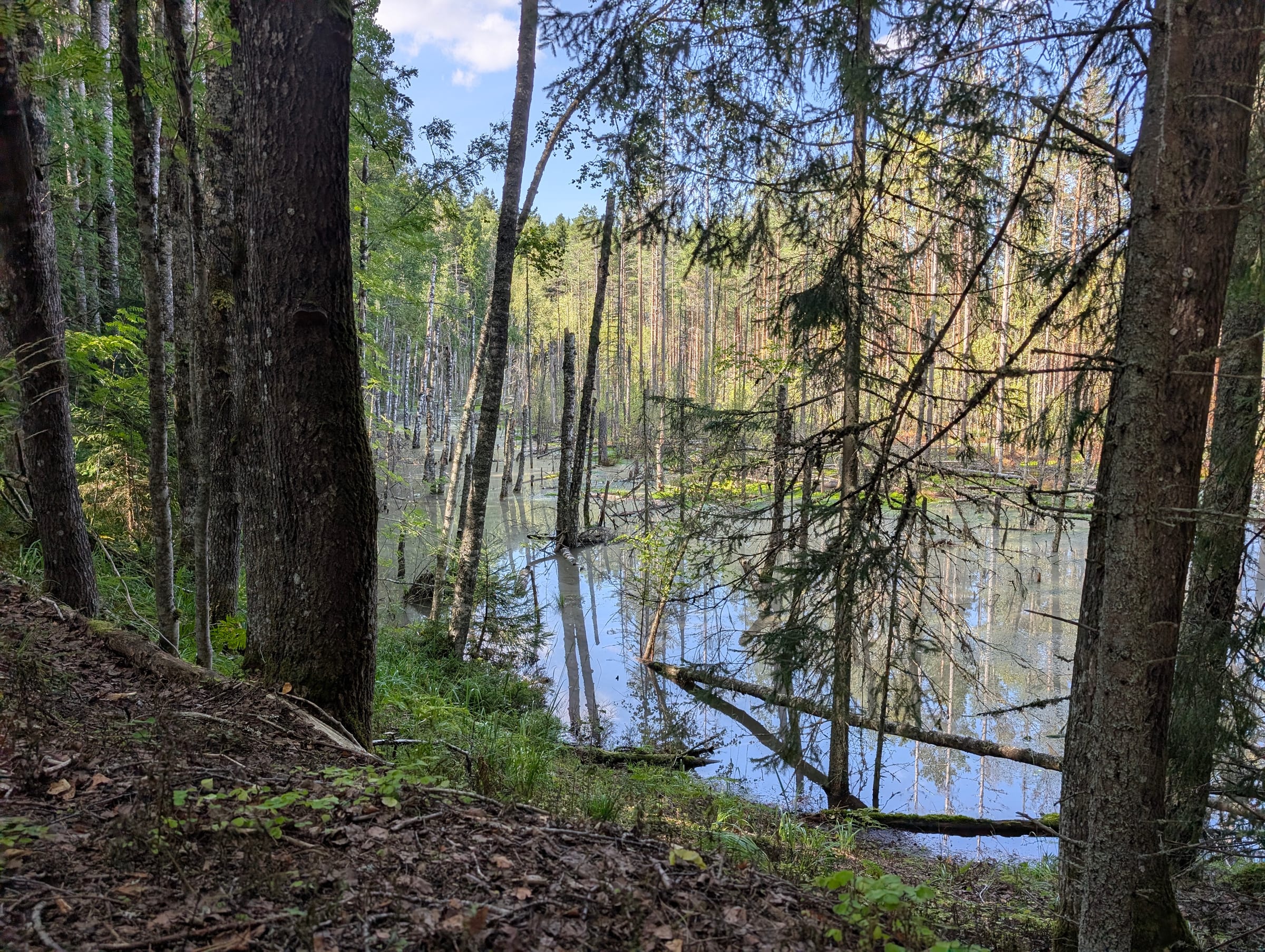 Flooded forest at the edge of the bog