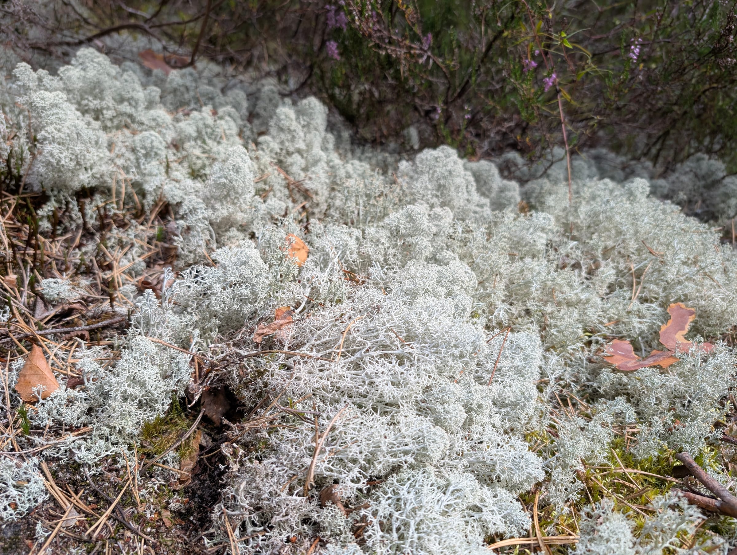 Reindeer lichen