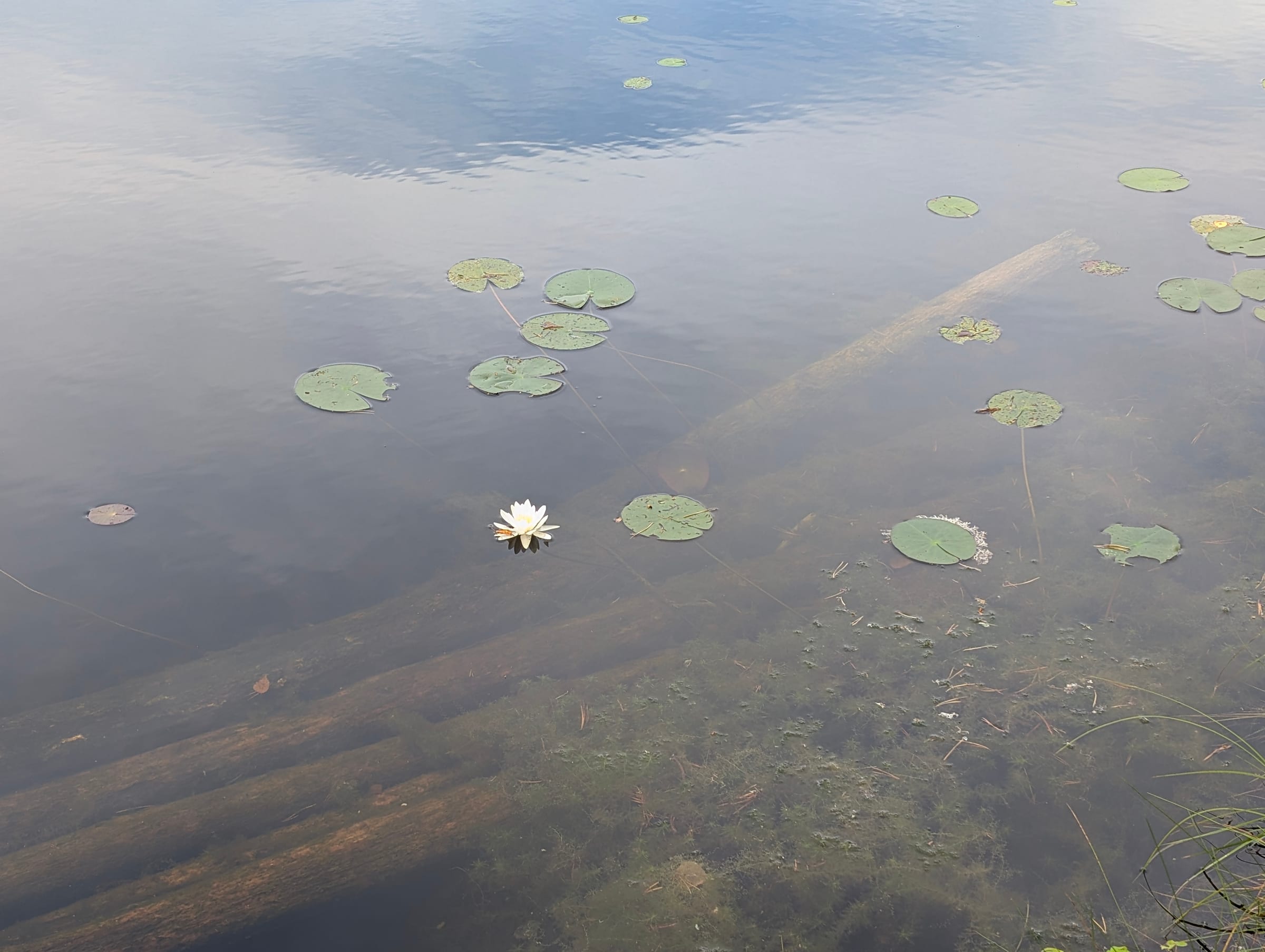 Water lily