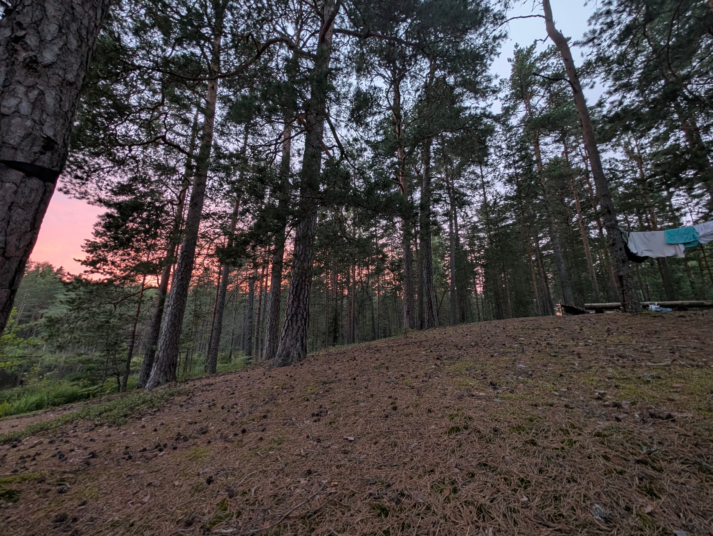 Sunset through the pines