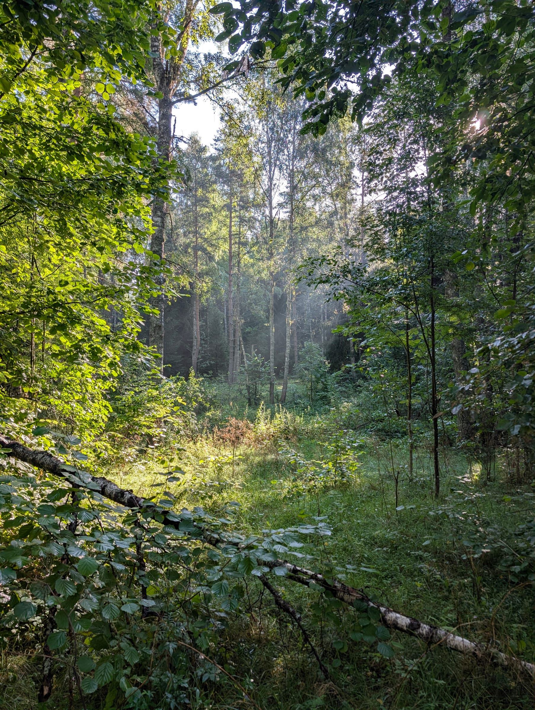 Järvi – Aegviidu