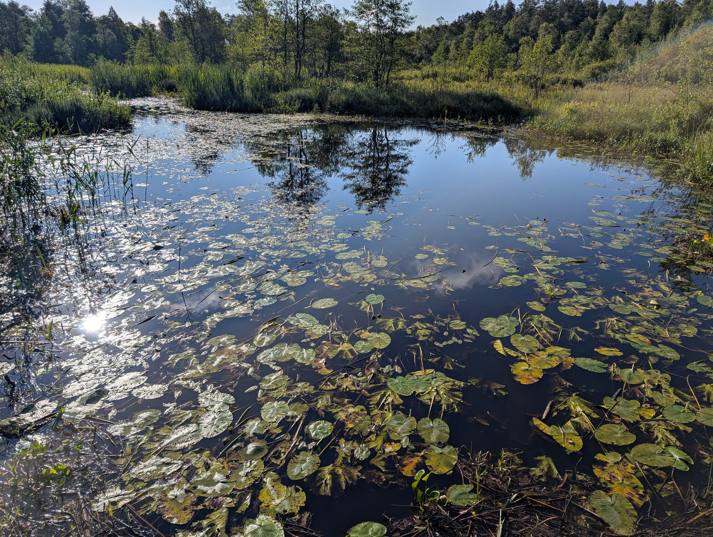 Water lilies on the way out