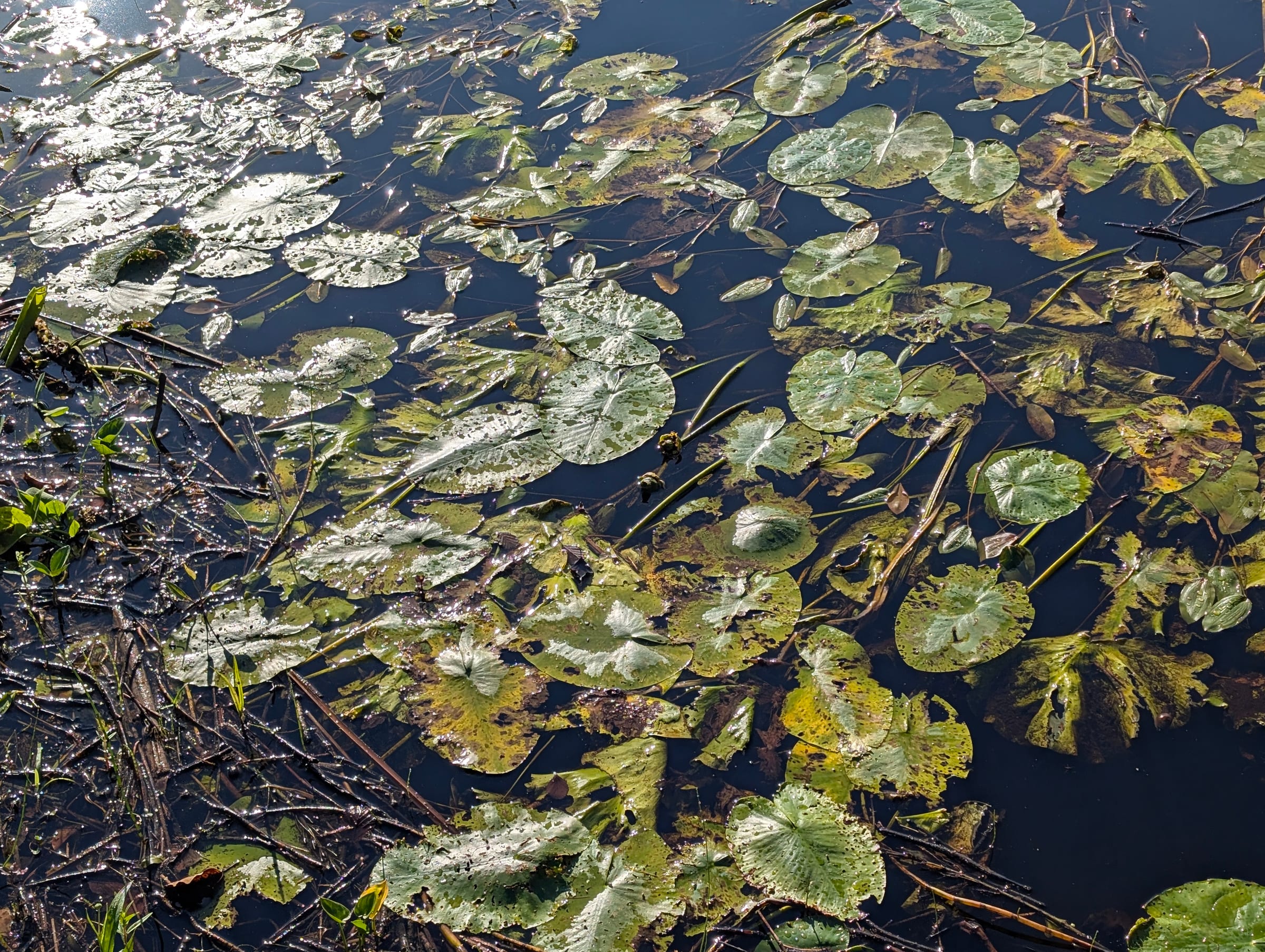 Järvi – Aegviidu