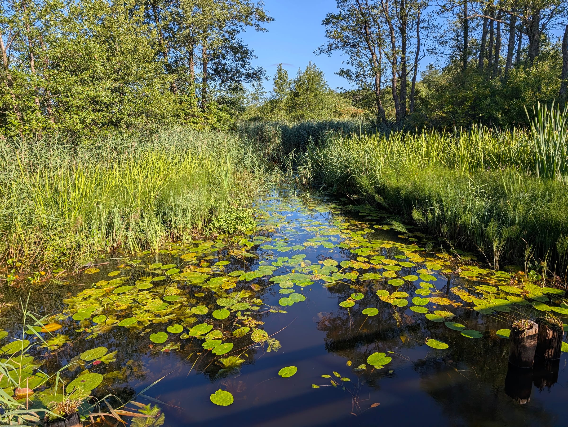 Stream through the reeds
