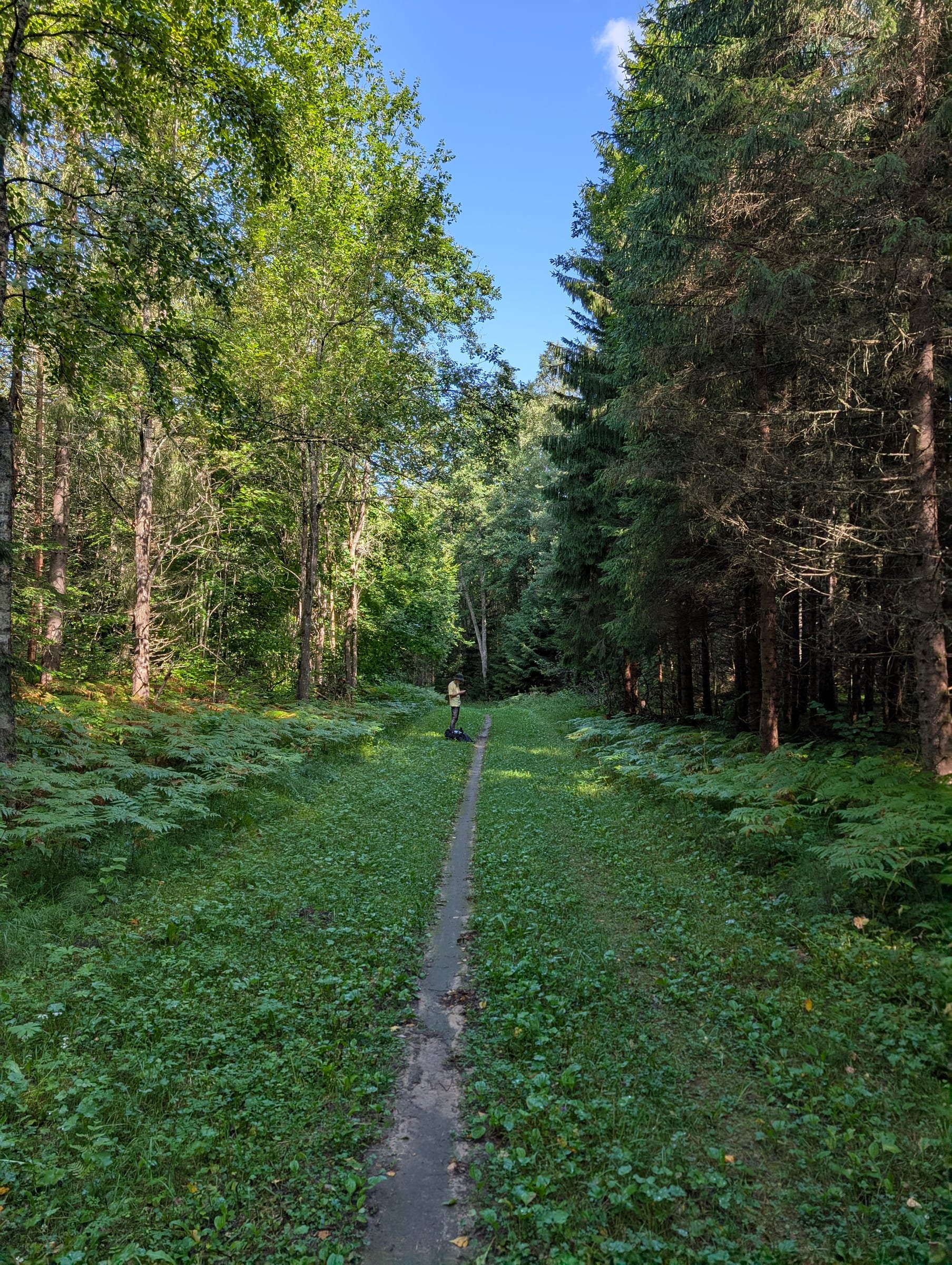 Forest road towards Aegviidu